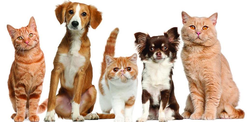 Доска объявлений о животных | ЗооТом - продажа, вязка и услуги для животных в Судогде