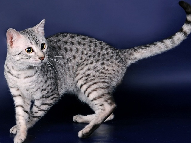 Породы кошек в Судогде | ЗооТом портал о животных