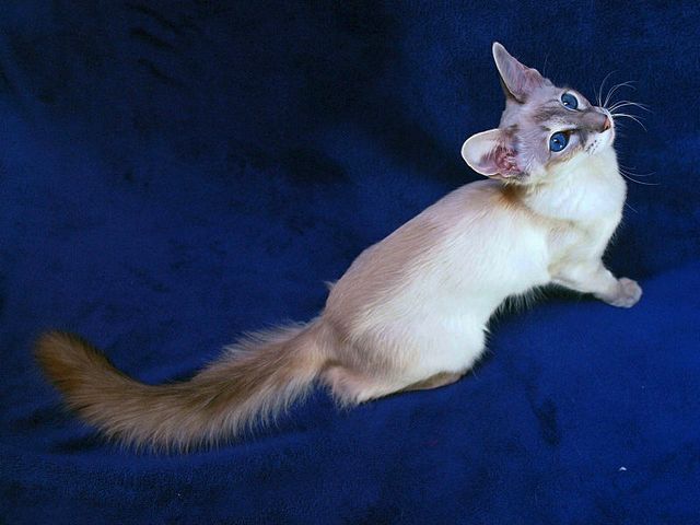 Выведенные породы кошек в Судогде | ЗооТом портал о животных