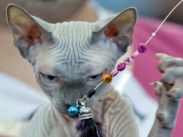 Выставки кошек в Судогде | ЗооТом портал о животных