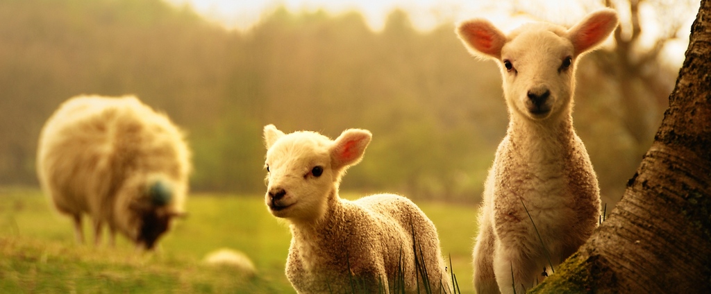 Объявления о сельскохозяйственных животных | ЗооТом - продажа, вязка и услуги для животных в Судогде