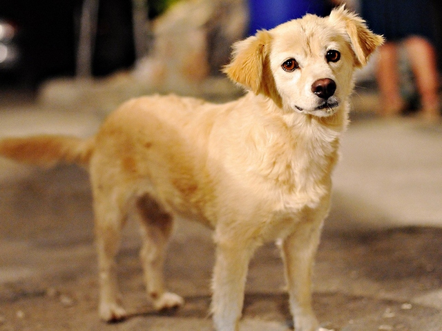 Породы собак в Судогде | ЗооТом портал о животных
