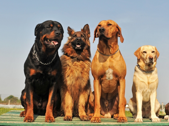 Крупные породы собак в Судогде | ЗооТом портал о животных