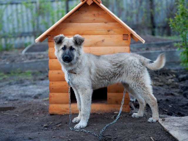 Все о собаках в Судогде